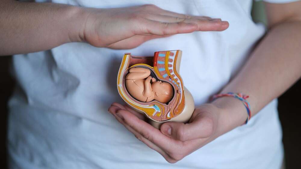 A medical plastic replica of young fetus in the womb